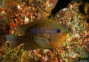 Stegastes flavilatus adult-La Paz Swanee-3m-20181028-Denis-ADER-DSC_1010_tn